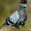 Pigeons Are Drones