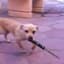 Dog with Knife