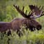 Moose