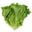 Lettuce
