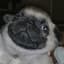 Puggy