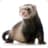 Ferrett