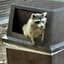Mr trashpanda