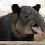 tapir