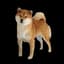 Shibo