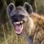 [Ξ] Stupid Hyena