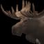 Moose