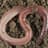 Worm