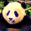 BassicallyPanda