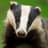 Badger