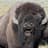 BuffaloTom1887