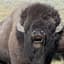 BuffaloTom1887