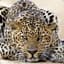TheGreatLeopard