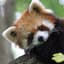 RedPanda