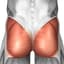 Gluteus Maximus