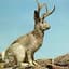 Jackalope