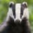 _Badger_