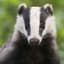 _Badger_