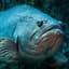 Grouper