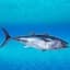 Tuna