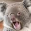 Angry Koala