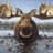 Big Moose