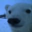 Eisbär