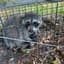 racoon