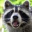 Angry_Raccoon