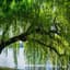 Willow tree
