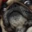 Pug?