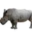 rhino