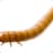 Mama Mealworm