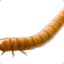 Mama Mealworm
