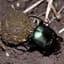 Dungbeetle