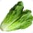 Fresh_Lettuce
