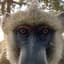 Baboon
