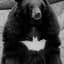 BatBear