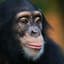Chimp