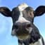 Moo