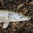 Esox Lucius
