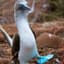 BlueFootedBooby