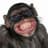 chimpy chimp