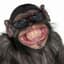 chimpy chimp