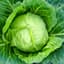CabbageCrusader