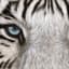 Eyeofthetiger