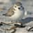 Plover