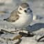 Plover