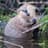 Beaver