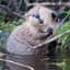 Beaver